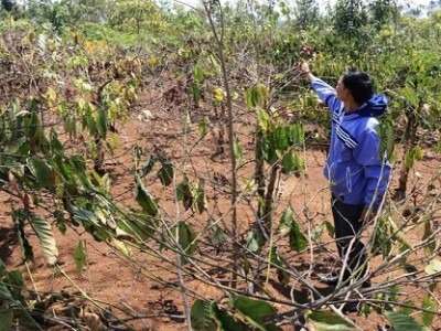 ĐẠI HẠN HÁN - CÀ PHÊ TÂY NGUYÊN MẤT MÙA